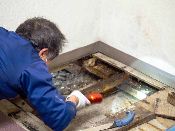 Best Mold Testing and Inspection Services in Alvarado, TX