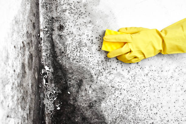 Best Residential Mold Remediation in Alvarado, TX