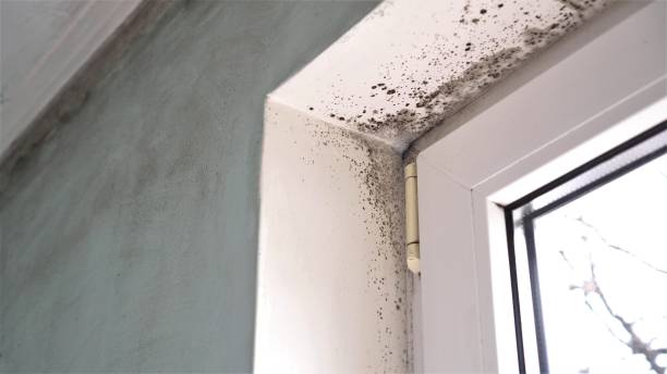 Best Industrial Mold Remediation in Alvarado, TX