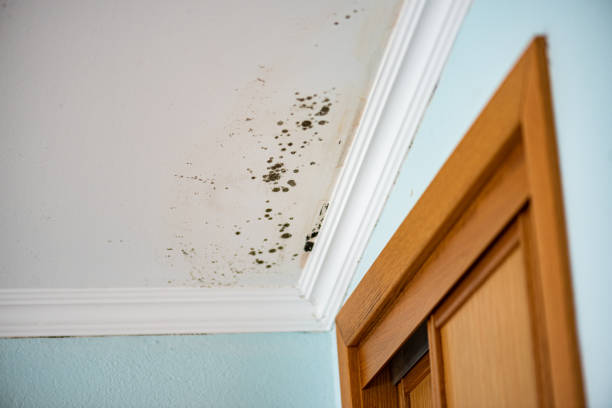Best Preventive Mold Services in Alvarado, TX