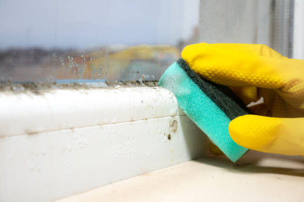 Best Mold Testing and Inspection Services in Alvarado, TX