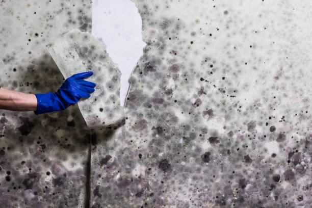 Best Commercial Mold Remediation in Alvarado, TX