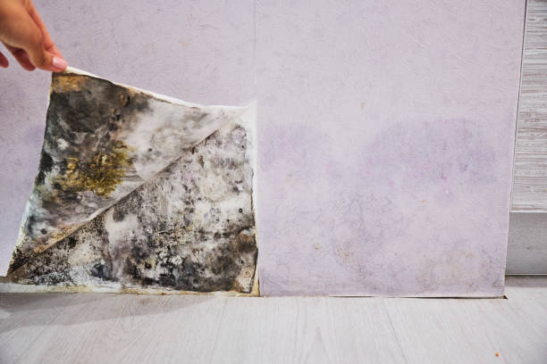 Best Attic Mold Remediation in Alvarado, TX